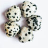 Immagine di variazione per Dalmatian Jasper
