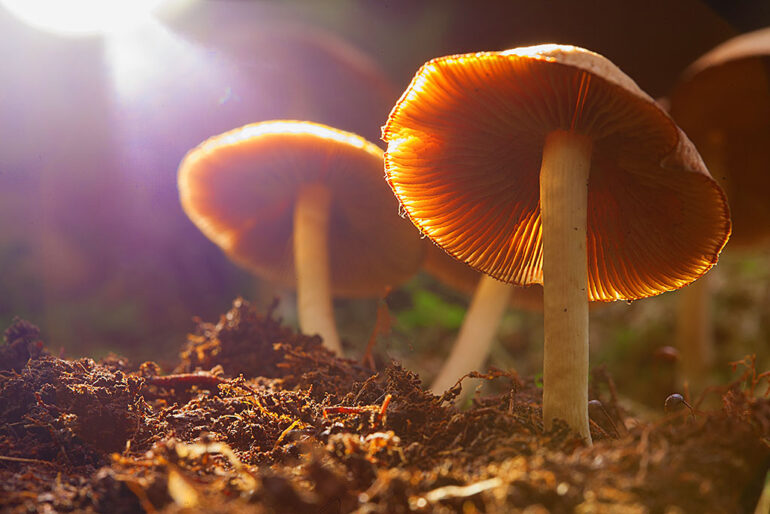 mushroom meaning 